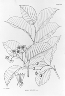 Forest flora of Japan.